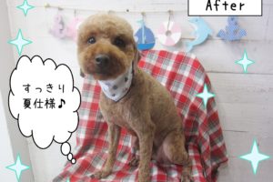 仕上がりトイプー