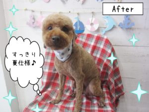 仕上がりトイプー