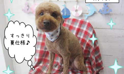 仕上がりトイプー