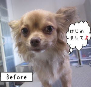 よろしくチワワ