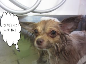 シャンプーチワワ