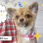 仕上がりチワワ