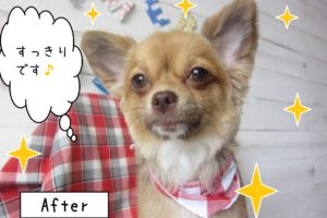 仕上がりチワワ
