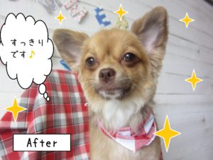 仕上がりチワワ