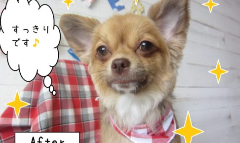 仕上がりチワワ