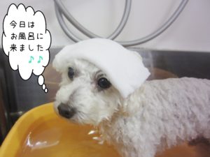 お風呂トイプー