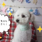 仕上がりトイプー