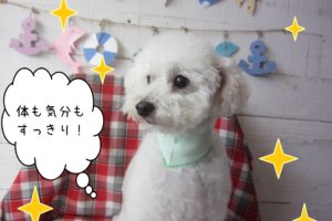 仕上がりトイプー