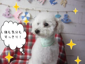 仕上がりトイプー