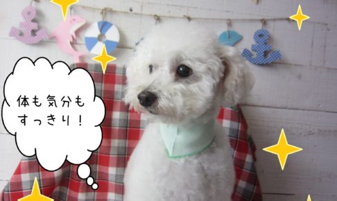 仕上がりトイプー