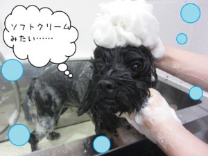 シャンプーミックス