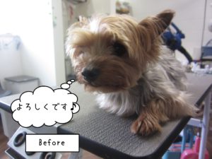 よろしくヨーキー