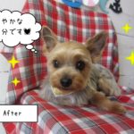 仕上がりヨーキー