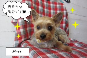 仕上がりヨーキー