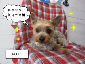 仕上がりヨーキー