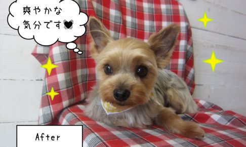 仕上がりヨーキー