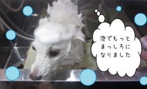 シャンプースピッツ