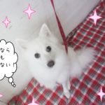 仕上がりスピッツ