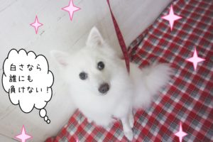 仕上がりスピッツ