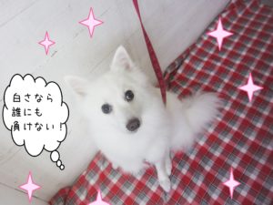 仕上がりスピッツ