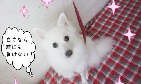 仕上がりスピッツ