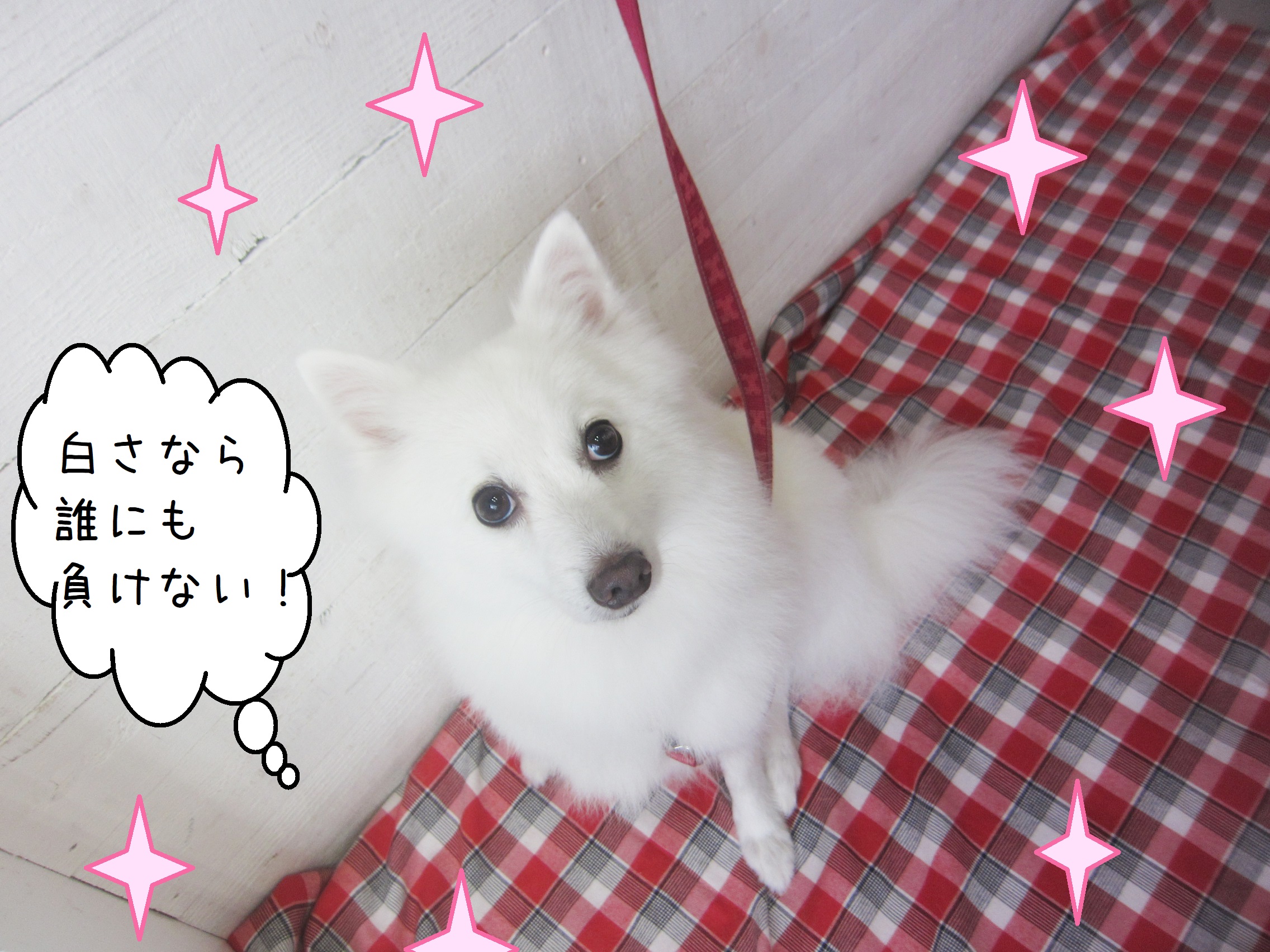 仕上がりスピッツ