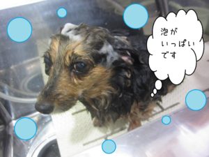 シャンプーミックス