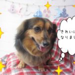 仕上がりミックス