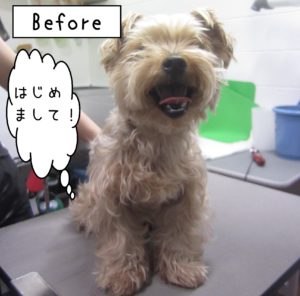 よろしくヨーキー