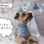 仕上がりヨーキー