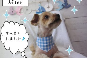 仕上がりヨーキー