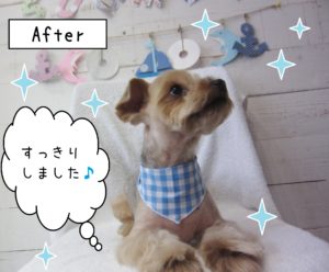 仕上がりヨーキー