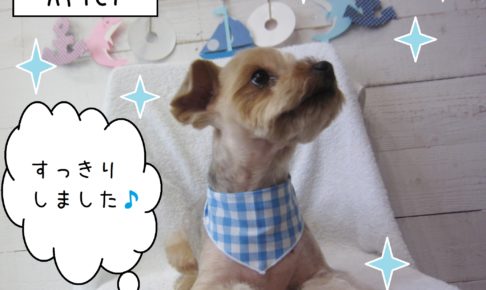 仕上がりヨーキー