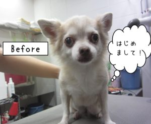 よろしくチワワ