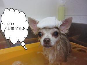 お風呂チワワ
