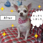仕上がりチワワ