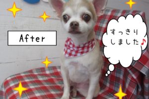 仕上がりチワワ