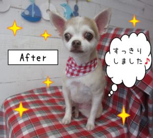 仕上がりチワワ