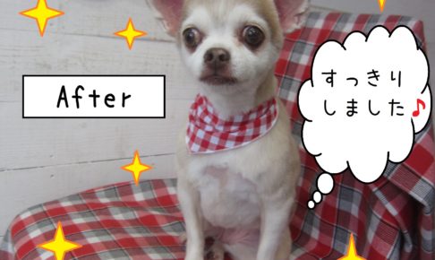 仕上がりチワワ