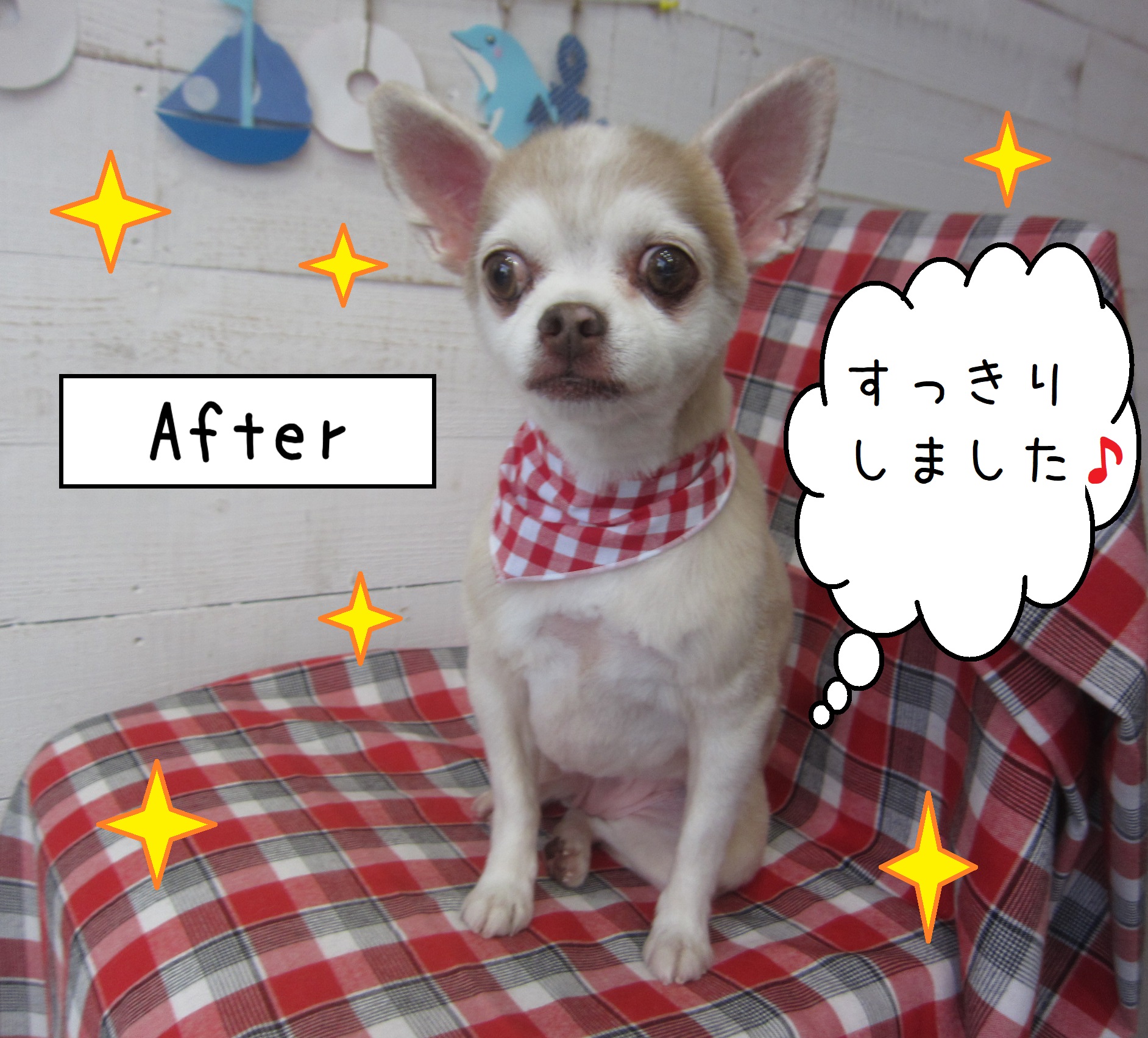 仕上がりチワワ