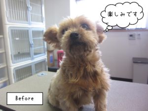 よろしくヨーキー