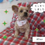 仕上がりヨーキー