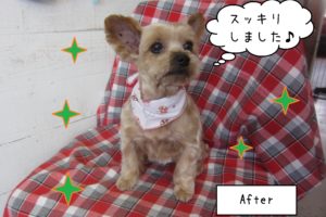 仕上がりヨーキー