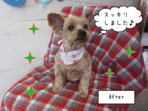 仕上がりヨーキー