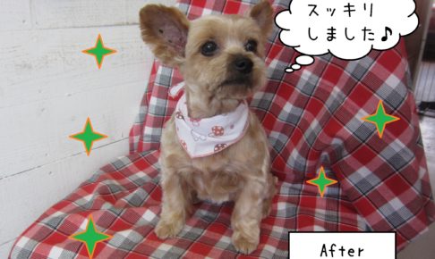 仕上がりヨーキー