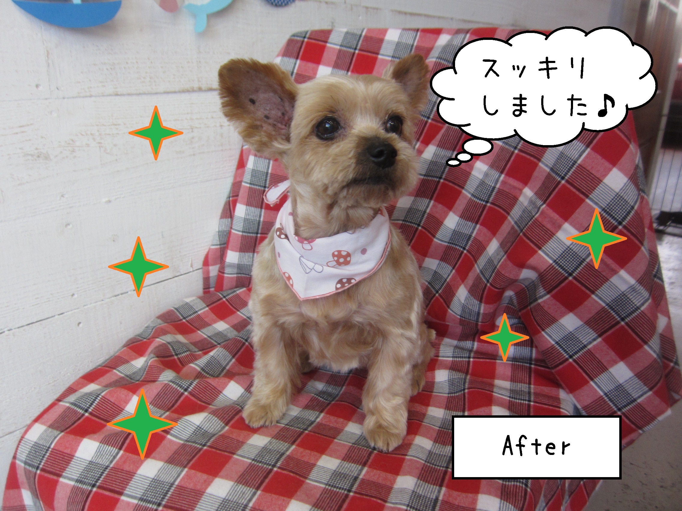 仕上がりヨーキー