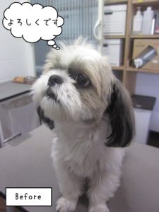 よろしくシーズー
