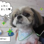 仕上がりシーズー