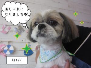 仕上がりシーズー