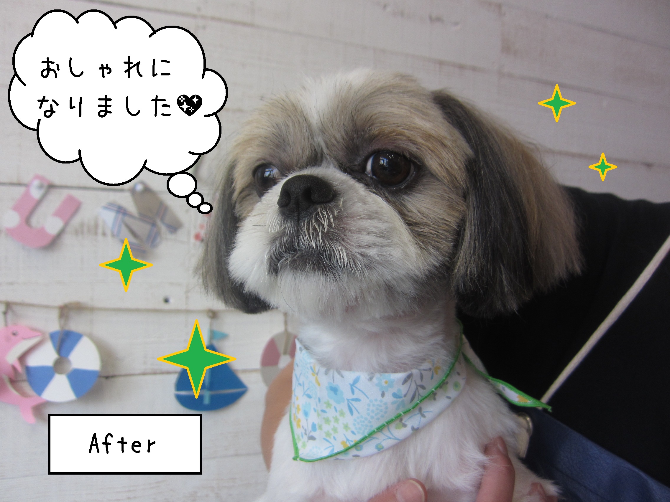 仕上がりシーズー